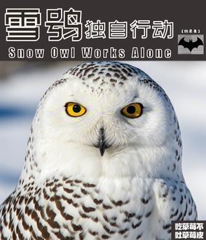 雪鸮视频